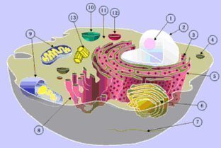 celula eucariota organizacion célula eucariota